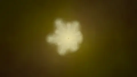 Lily Bloom, still frame